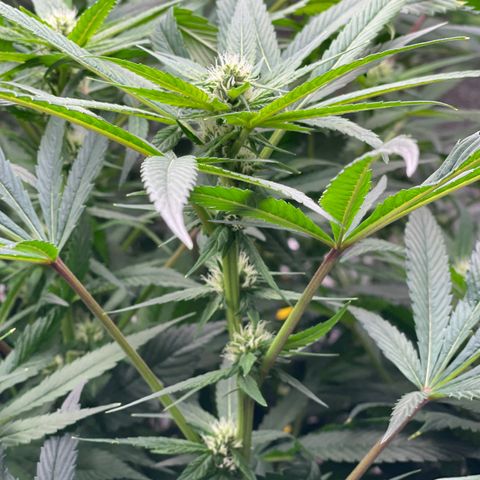 Lucyfur growlog timeline photo