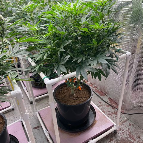Lucyfur growlog timeline photo