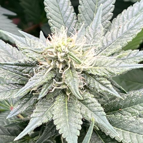 Harle Quin growlog timeline photo
