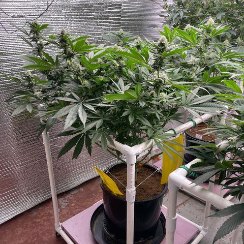 Harle Quin growlog timeline photo