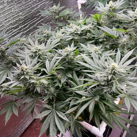 Harle Quin growlog timeline photo