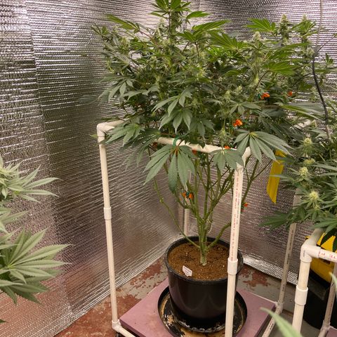 Princess Grodd growlog timeline photo