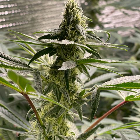 Princess Grodd growlog timeline photo