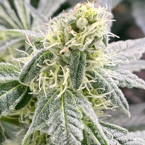 Princess Grodd growlog timeline photo