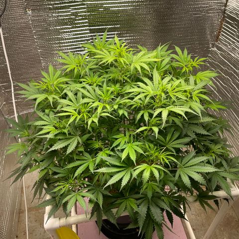 Candy Cane growlog timeline photo
