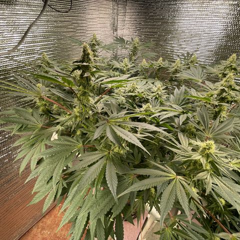 Princess Grodd growlog timeline photo