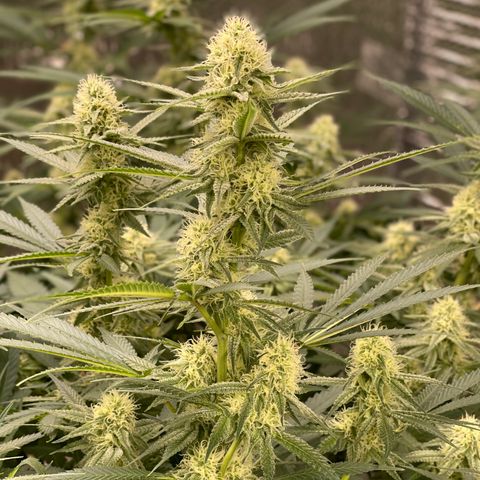 GI Jane growlog timeline photo
