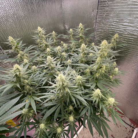 GI Jane growlog timeline photo