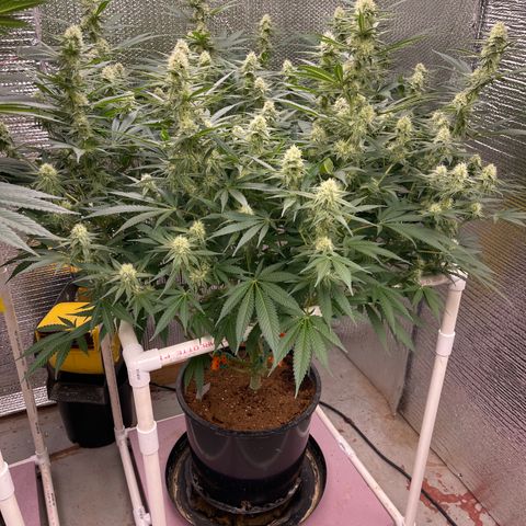 GI Jane growlog timeline photo