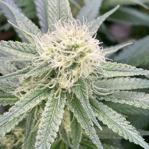 GI Jane growlog timeline photo