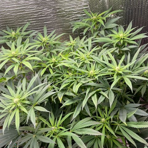 Lucyfur growlog timeline photo