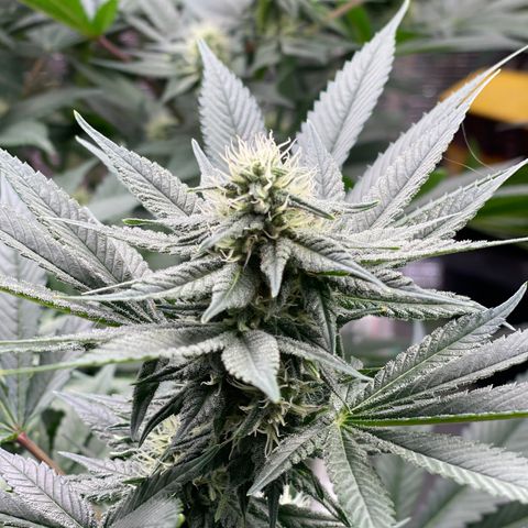 Harle Quin growlog timeline photo