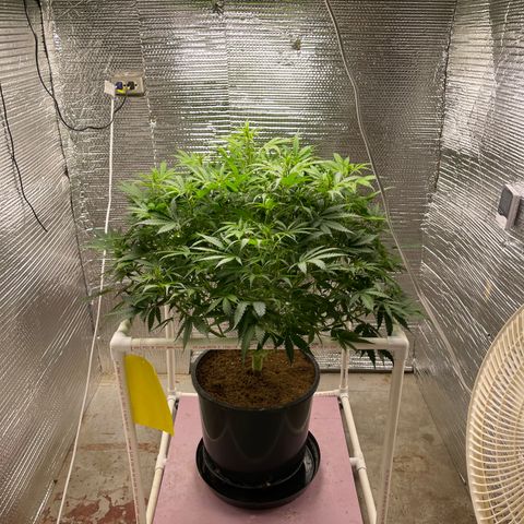 Candy Cane growlog timeline photo