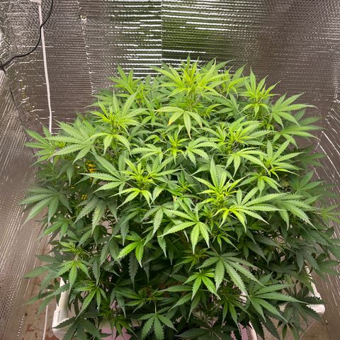 Candy Cane growlog timeline photo