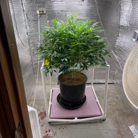 Candy Cane growlog timeline photo