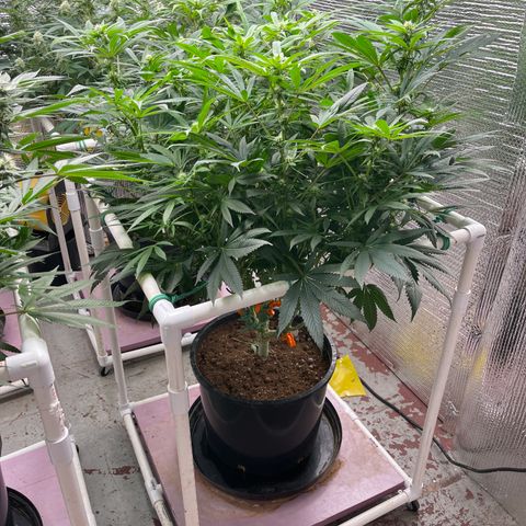 Lucyfur growlog timeline photo