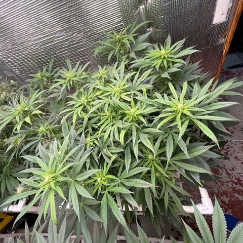 Lucyfur growlog timeline photo