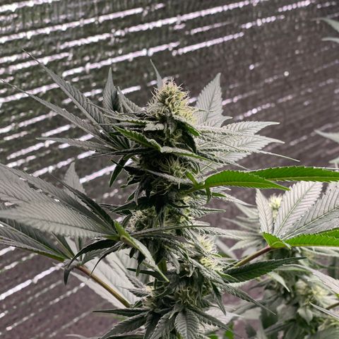 Harle Quin growlog timeline photo