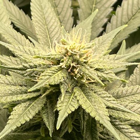 Harle Quin growlog timeline photo
