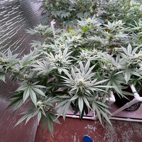 Harle Quin growlog timeline photo