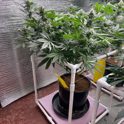 Harle Quin growlog timeline photo