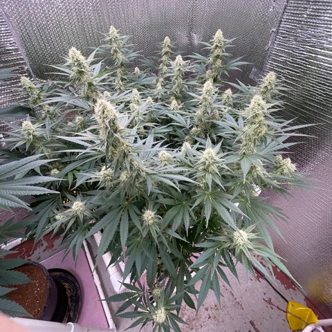 GI Jane growlog timeline photo