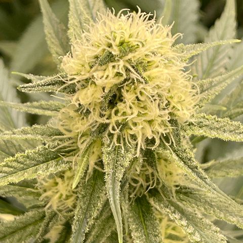 GI Jane growlog timeline photo