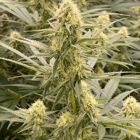 GI Jane growlog timeline photo