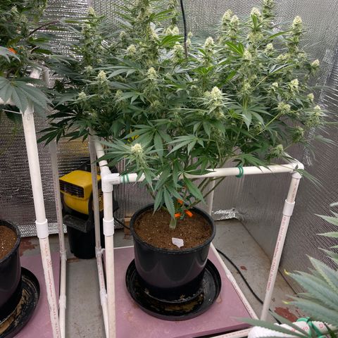 GI Jane growlog timeline photo