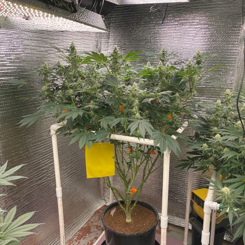 Princess Grodd growlog timeline photo