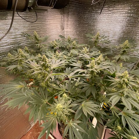 Princess Grodd growlog timeline photo