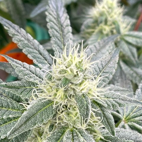 Princess Grodd growlog timeline photo