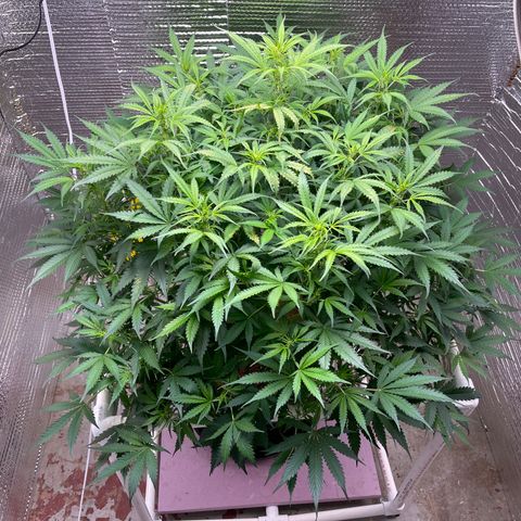 Candy Cane growlog timeline photo