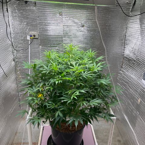 Candy Cane growlog timeline photo