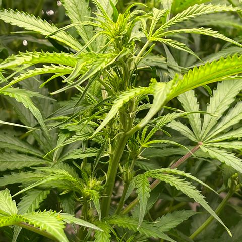 Candy Cane growlog timeline photo