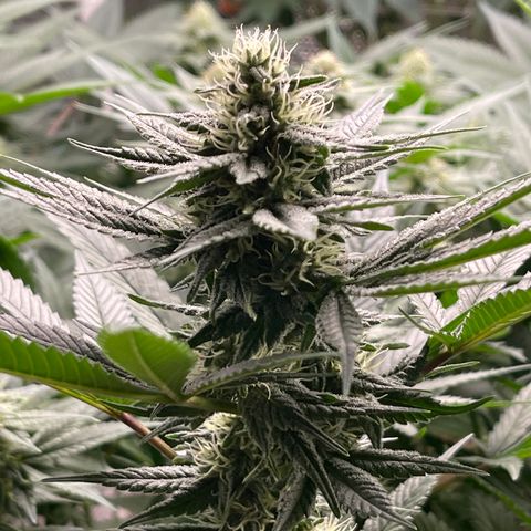 Harle Quin growlog timeline photo