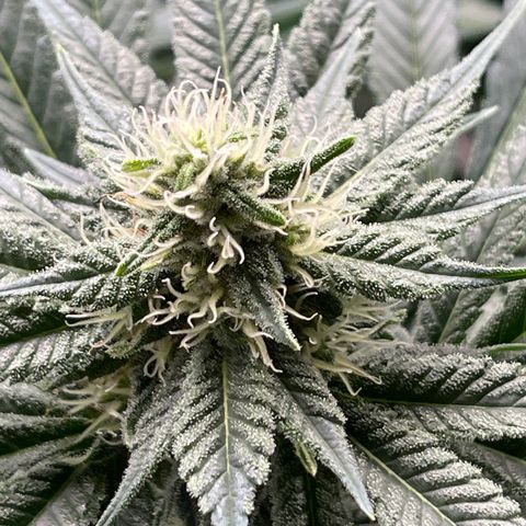 Harle Quin growlog timeline photo