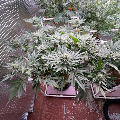 Harle Quin growlog timeline photo