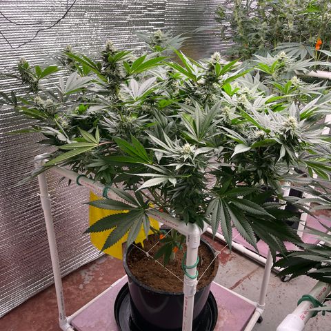 Harle Quin growlog timeline photo