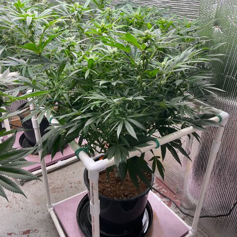Lucyfur growlog timeline photo