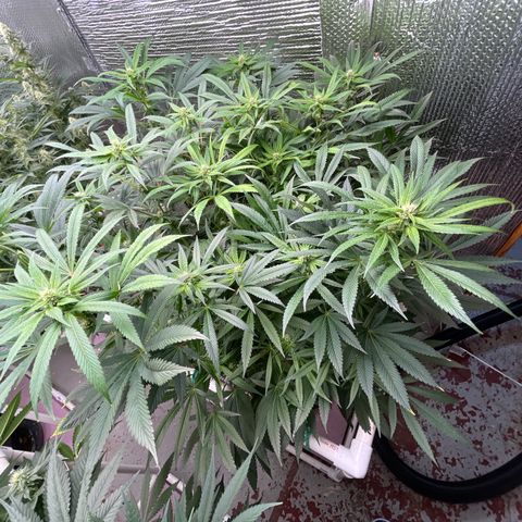 Lucyfur growlog timeline photo
