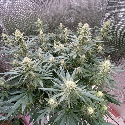 GI Jane growlog timeline photo