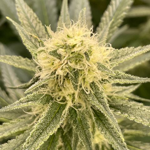 GI Jane growlog timeline photo