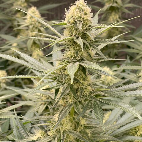 GI Jane growlog timeline photo