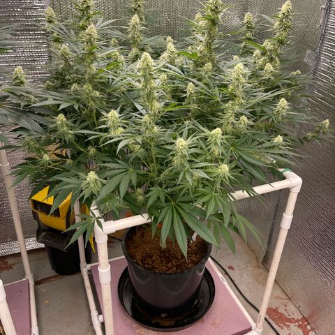 GI Jane growlog timeline photo