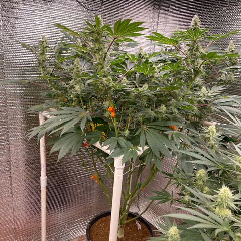 Princess Grodd growlog timeline photo