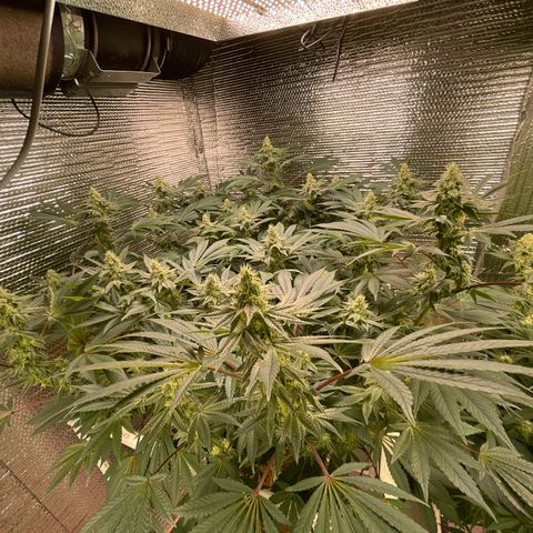 Princess Grodd growlog timeline photo