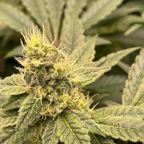 Princess Grodd growlog timeline photo