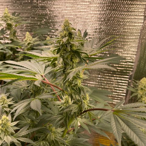 Princess Grodd growlog timeline photo