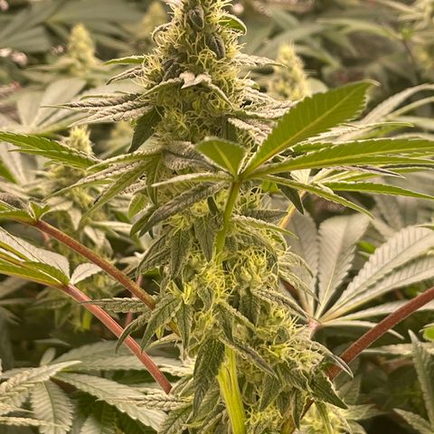 Princess Grodd growlog timeline photo